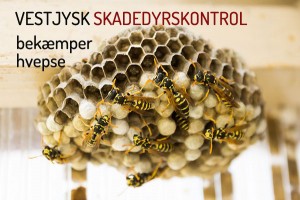 Bekæmpelse af hvepse- fjern hvepsebo Holstebro Ringkøbing