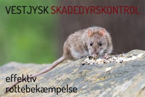Rottebekæmpelse Holstebro Ringkøbing Skjern og Videbæk