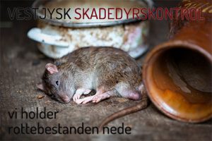 Bekæmpelse af rotter Holstebro, Ringkøbing, Skjern