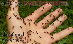 Myrebekæmpelse Holstebro, Ringkøbing, Skjern, Videbæk Hvide Sande