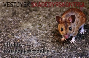 Bekæmpelse af mus Holstebro-Ringkøbing-Skjern-Videbæk