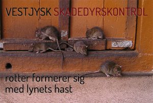 Rottebekæmpelse Ringkøbing Skjern Hvide Sande Holstebro