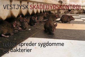 Rottebekæmpelse landbrug Ringkøbing Holstebro Skjern Videbæk Hvide Sande