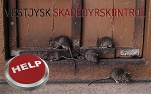 Hjælp til bekæmpelse af rotter - Holstebro - Ringkøbing Skjern Videbæk Hvide sande