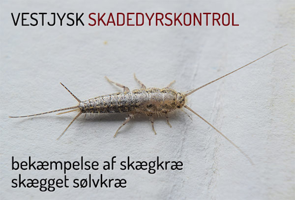 skægkræ bekæmpelse