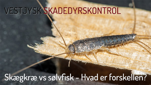 skægkræ vs sølvfisk hvad er forskellen